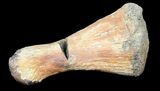 Hadrosaur (Kritosaurus) Hand Digit - Aguja Formation, Texas #31531-1
